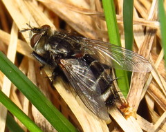 Tachinomyia