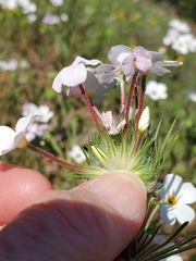 Leptosiphon montanus