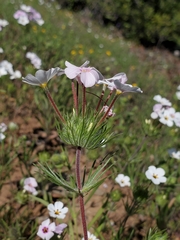 Leptosiphon montanus