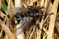 Tachinomyia