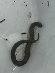 Virginia valeriae elegans