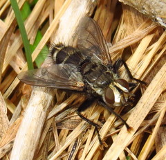 Tachinomyia