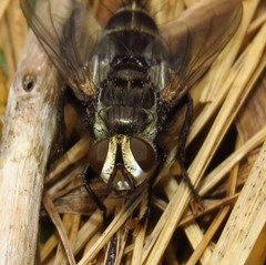 Tachinomyia