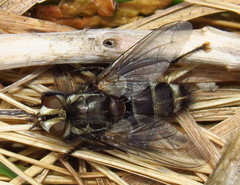 Tachinomyia