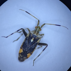 Neurocolpus arizonae