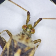 Neurocolpus arizonae