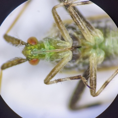 Neurocolpus arizonae