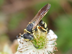 Philanthus ventilabris