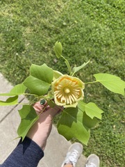 Liriodendron tulipifera