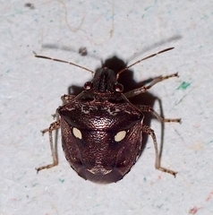 Eysarcoris guttigerus
