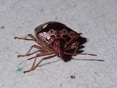 Eysarcoris guttigerus
