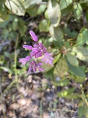 Dichelostemma