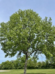 Liriodendron tulipifera