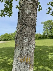 Liriodendron tulipifera