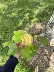 Liriodendron tulipifera