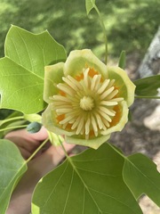 Liriodendron tulipifera