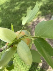 Liriodendron tulipifera