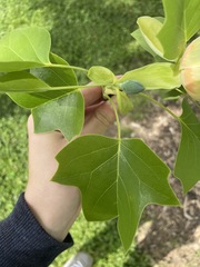 Liriodendron tulipifera