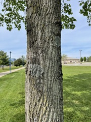 Liriodendron tulipifera