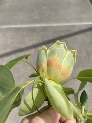 Liriodendron tulipifera