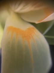 Liriodendron tulipifera