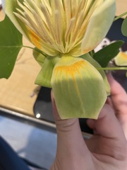 Liriodendron tulipifera