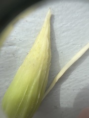 Liriodendron tulipifera
