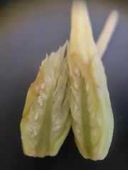 Liriodendron tulipifera