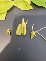Liriodendron tulipifera