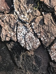 Stictis radiata