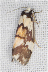 Philenora irregularis