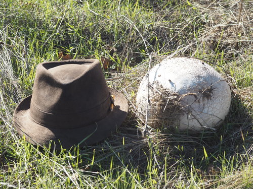 Western Giant Puffball