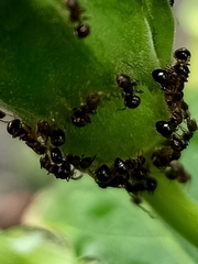 Pristomyrmex