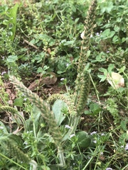 Plantago