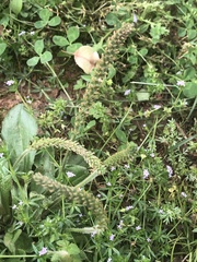 Plantago
