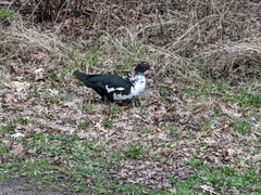 Cairina moschata domestica