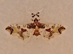 Neoleucinodes elegantalis