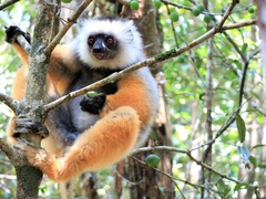 Propithecus diadema