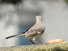 Mimus polyglottos