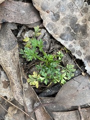 Xanthosia dissecta