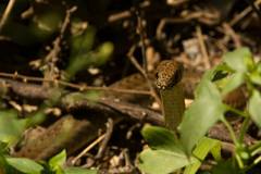 Psammophis mossambicus