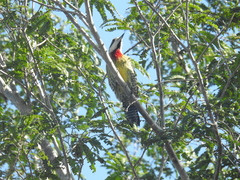 Xiphidiopicus percussus