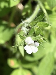 Phacelia ranunculacea