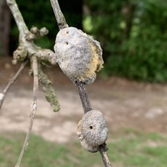 Striatoandricus aciculatus