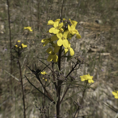 Erysimum teretifolium