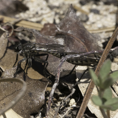 Lasiopogon
