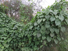 Amphilophium buccinatorium