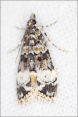 Eudonia protorthra
