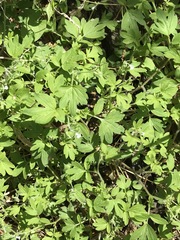 Phacelia ranunculacea