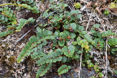 Gaultheria nummularioides